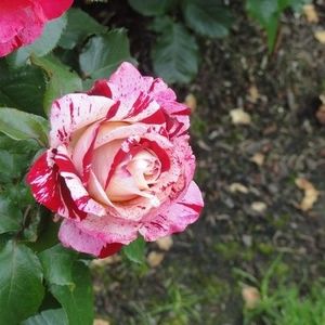 Meet your Posher, Diane